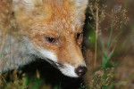 jonge vos (Vulpes vulpes), Niersen
